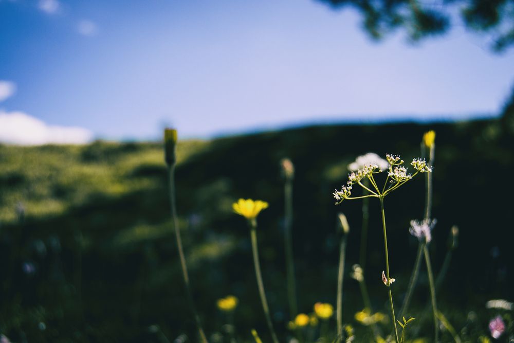 view from below with perspective of several flowers of different shapes and colors in a field