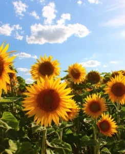 החלמה אחרי ניתוח בית חולים שיקומי