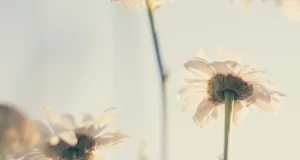 מערך שיקום אוקטובר קומה 4 qwloash2u5qgvkbvyvzesbns8crwspvzg64budnadc.png